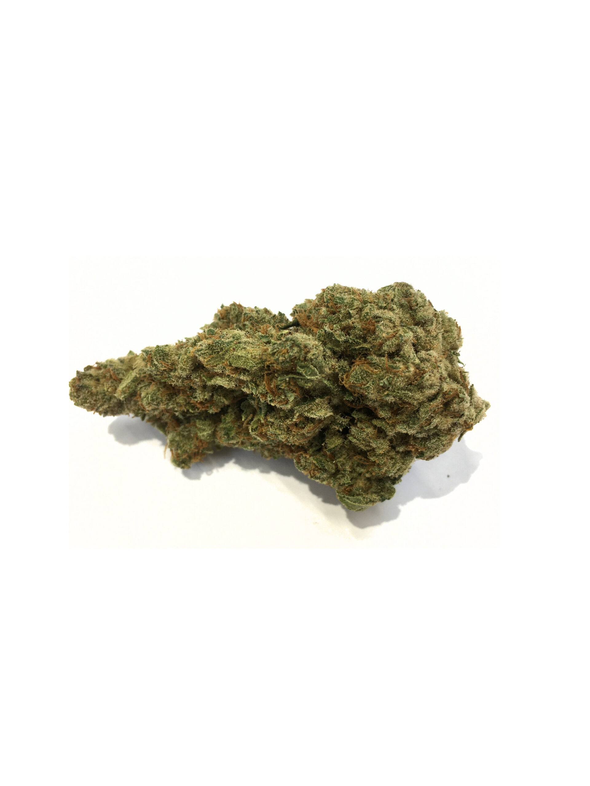 SPECIAL ONE INDOOR PRÉMIUM 10 G.